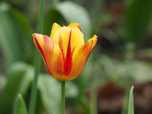 Tulpe